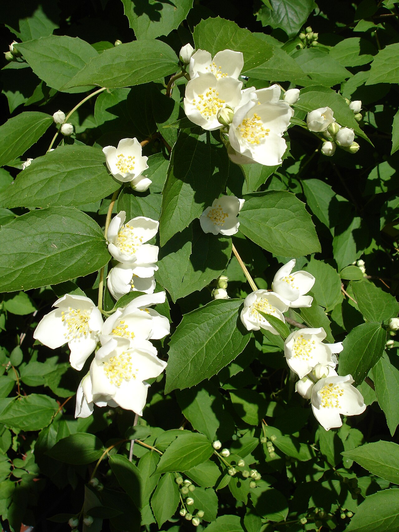 Чубушник Bouquet Blanc