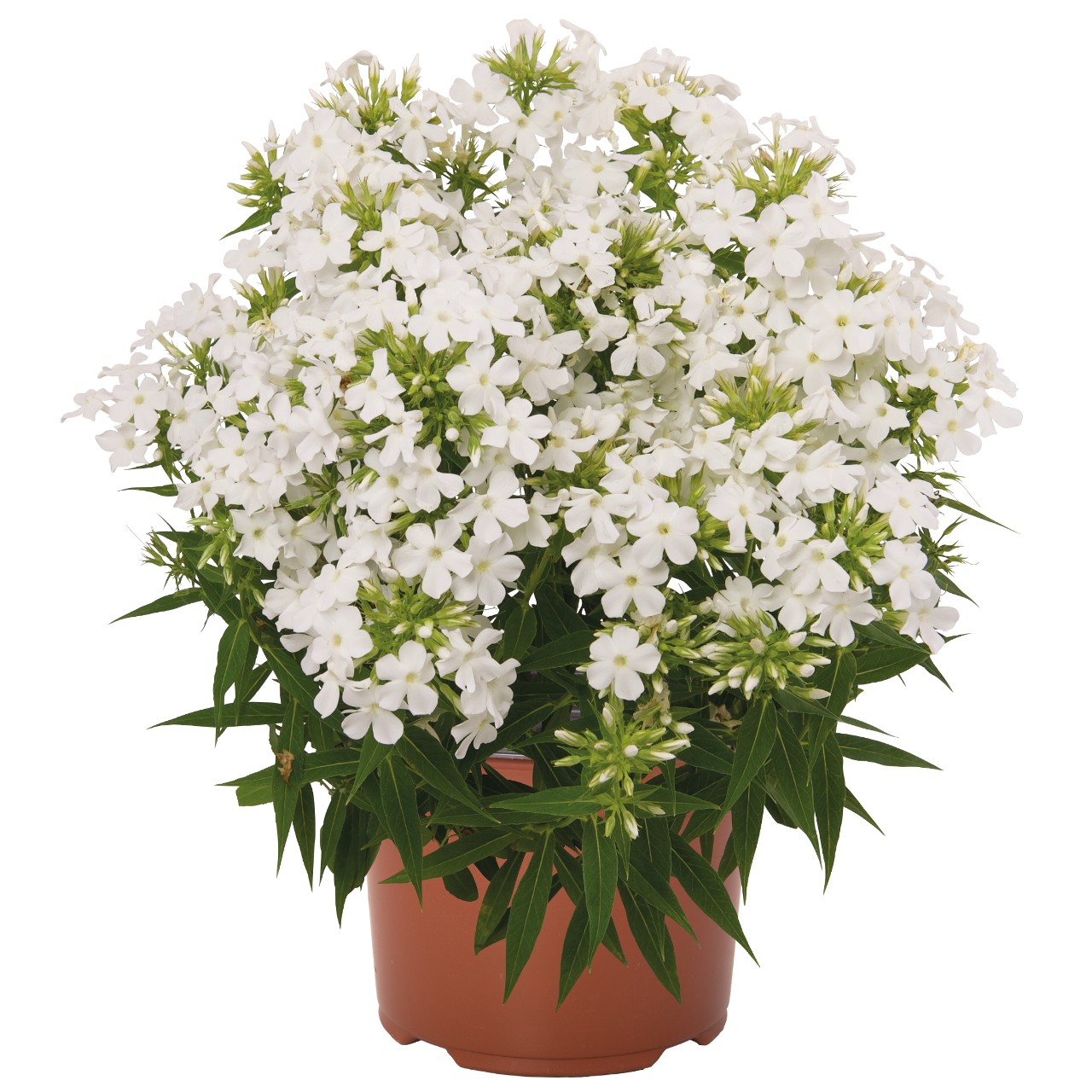 Флокс paniculata Early White
