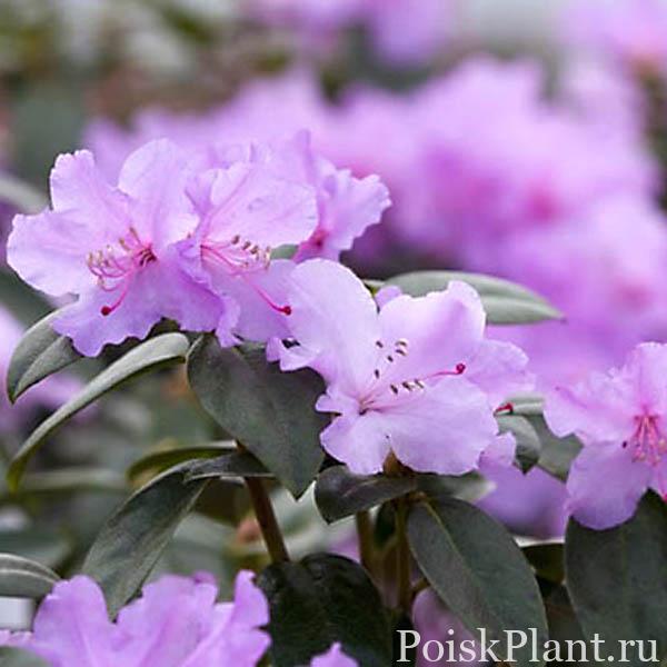 Рододендрон даурский Praecox