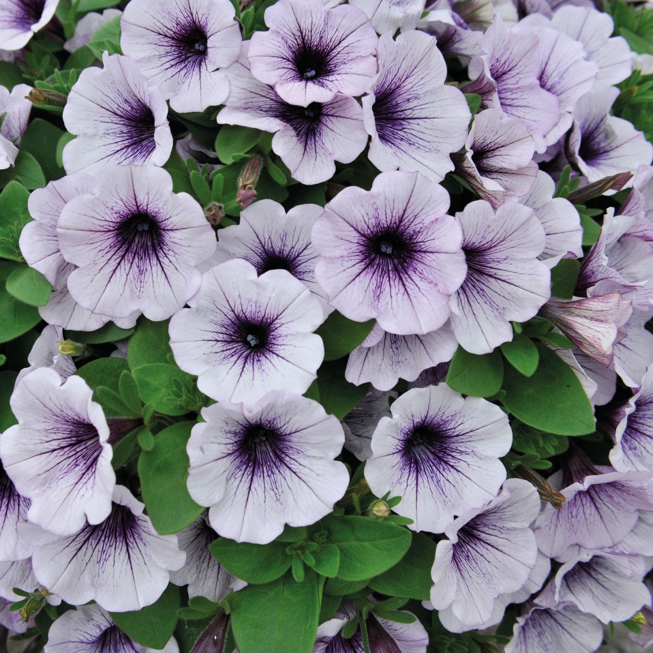 Петуния Potunia Piccola Blue Ice