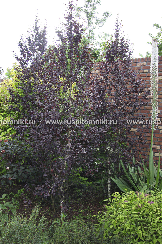 Береза пушистая Betula pubescens var. pubescens = B. pubescens f. rubra