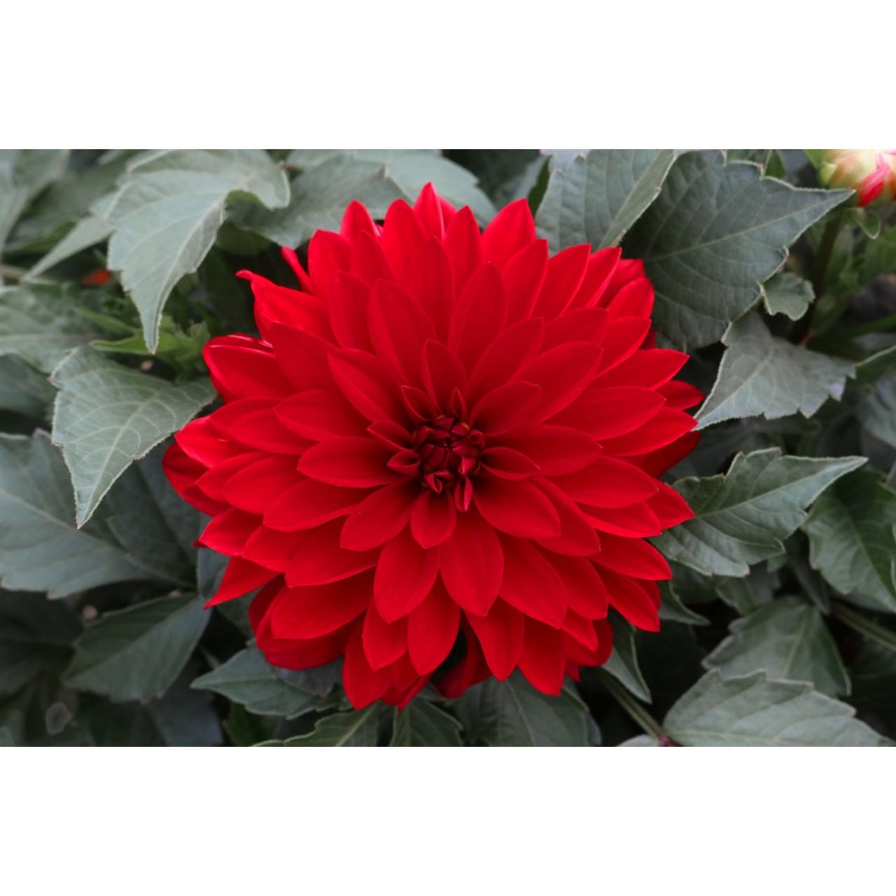 Георгина Hypnotica Red