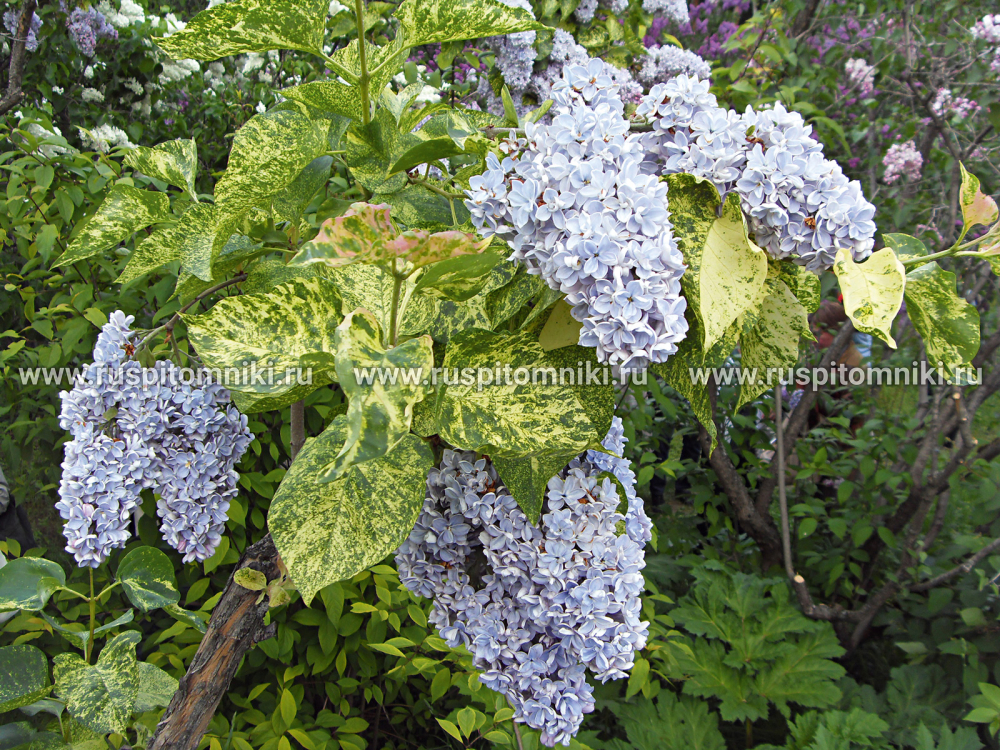 Сирень обыкновенная Aucubaefolia’ = ‘Président Grévy foliis variegatis