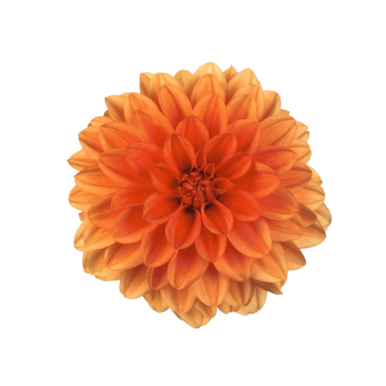 Георгина Hypnotica Orange