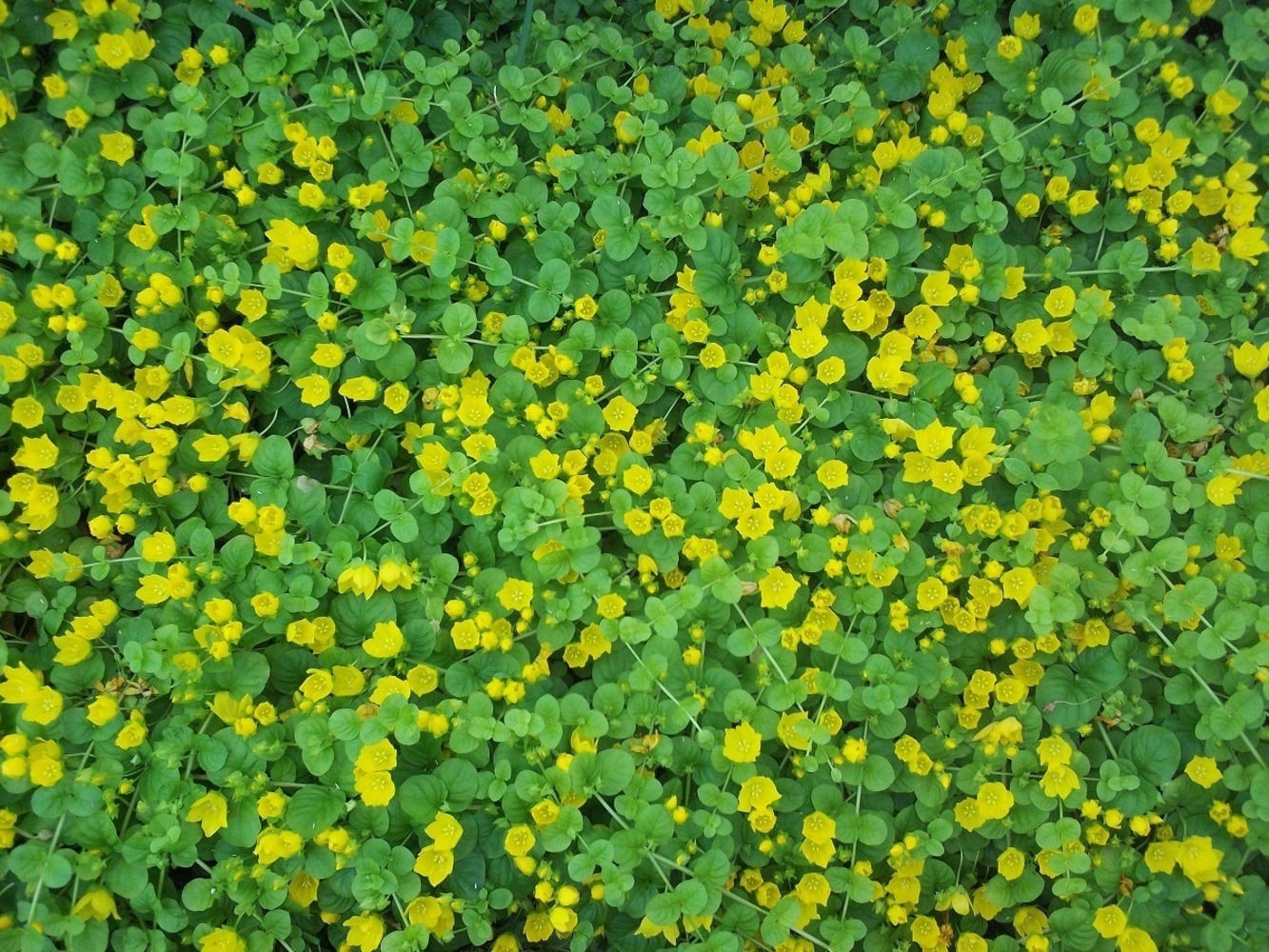 Вербейник монетчатый (Lysimachia nummularia) р.9-р.12