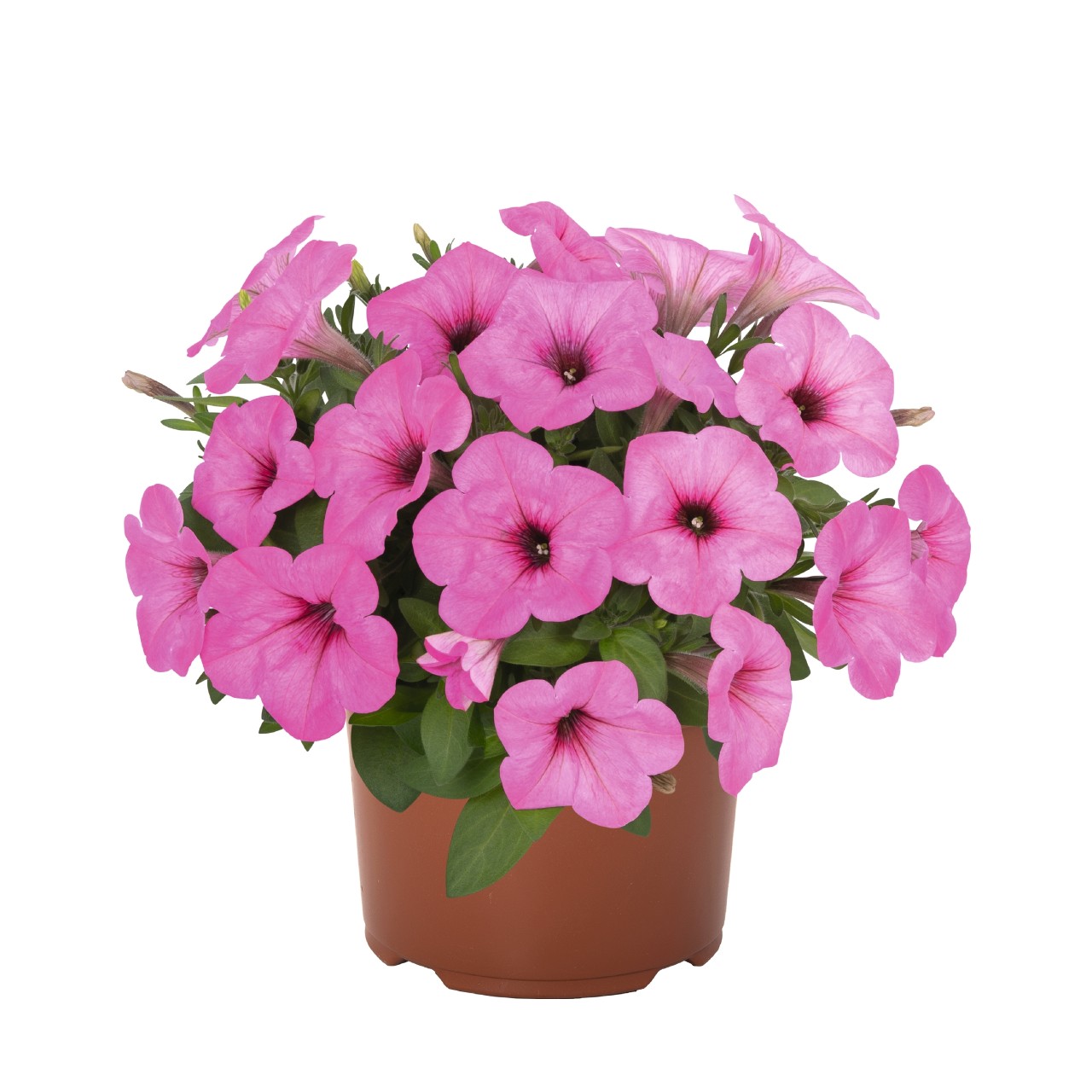 Петуния Potunia Pinkalicious