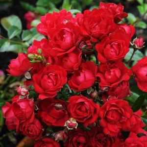 Роза "Red Fairy"