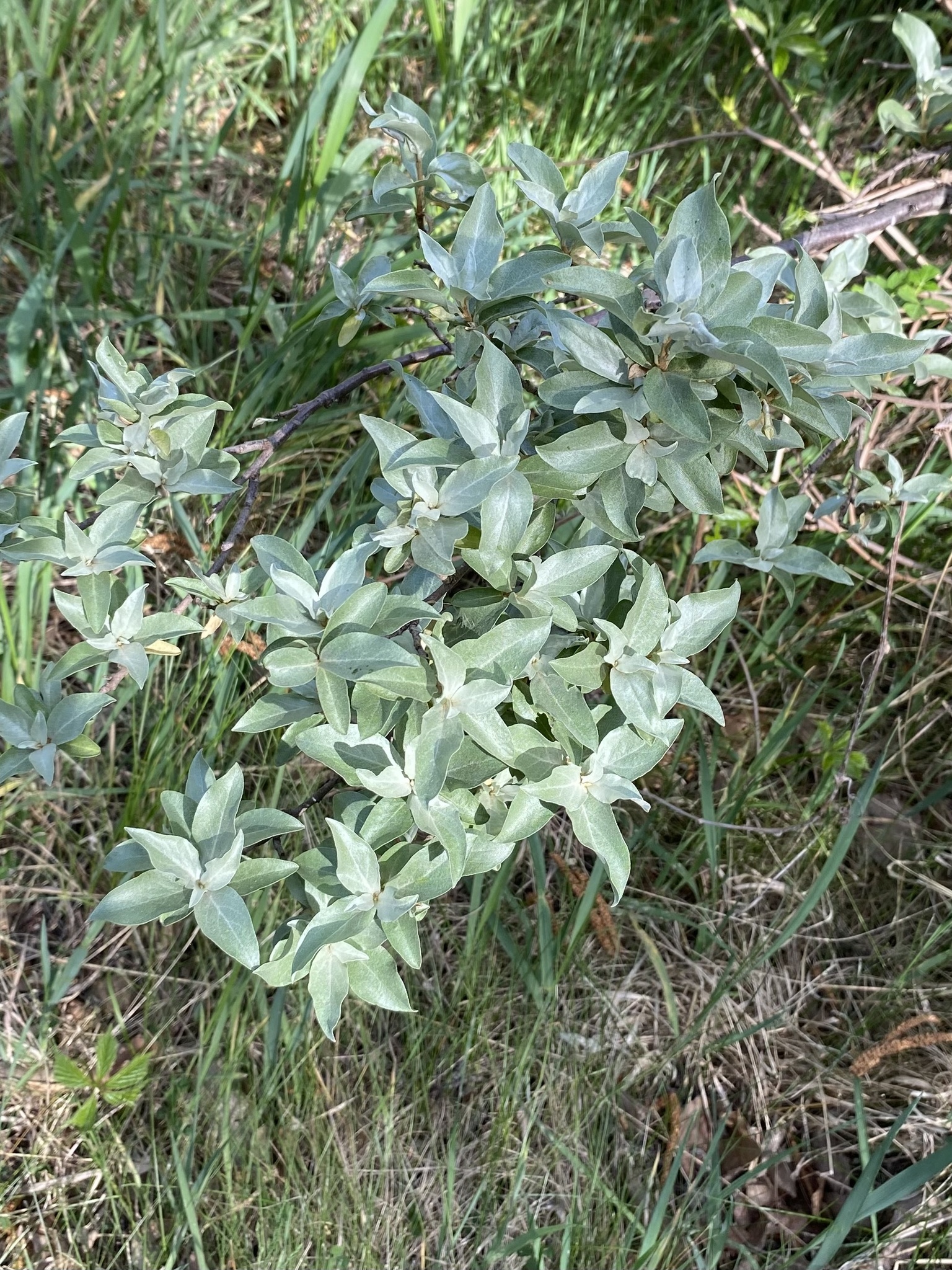 international backfill (iNaturalist): Elaeagnus commutata