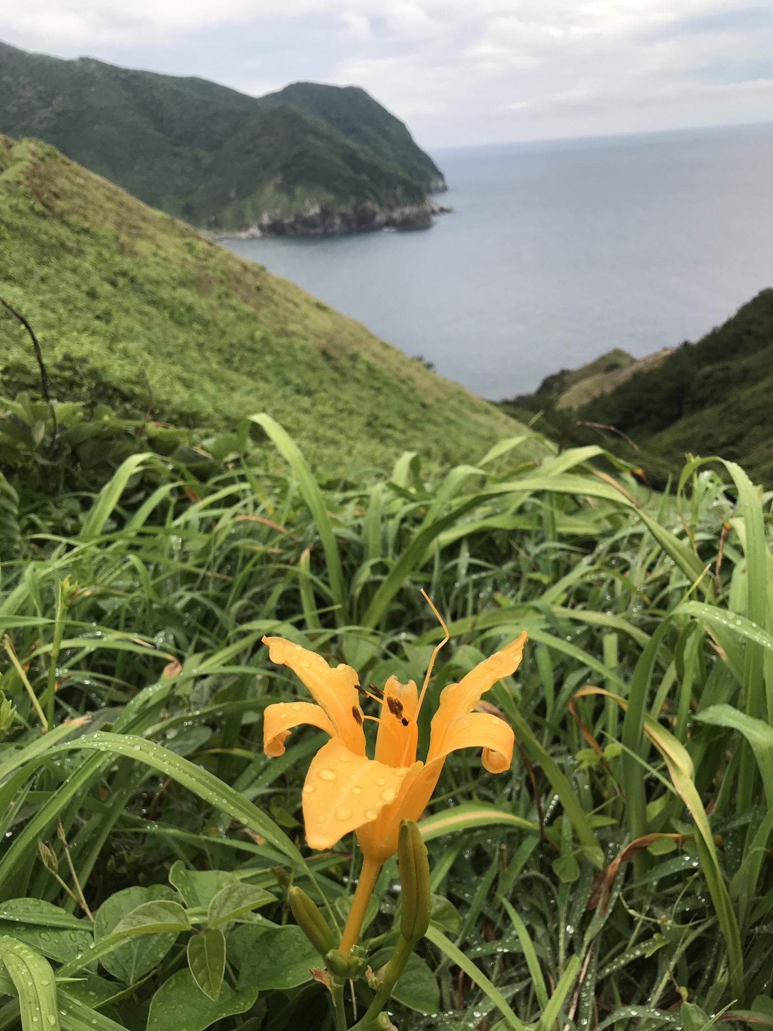 international backfill (iNaturalist): Hemerocallis