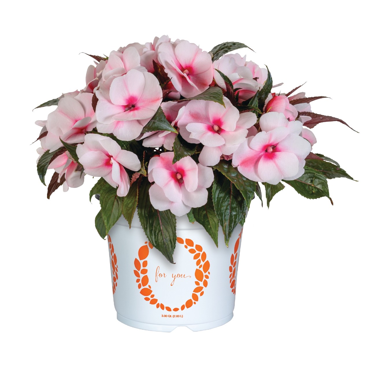 Бальзамин Petticoat Cherry Blossom