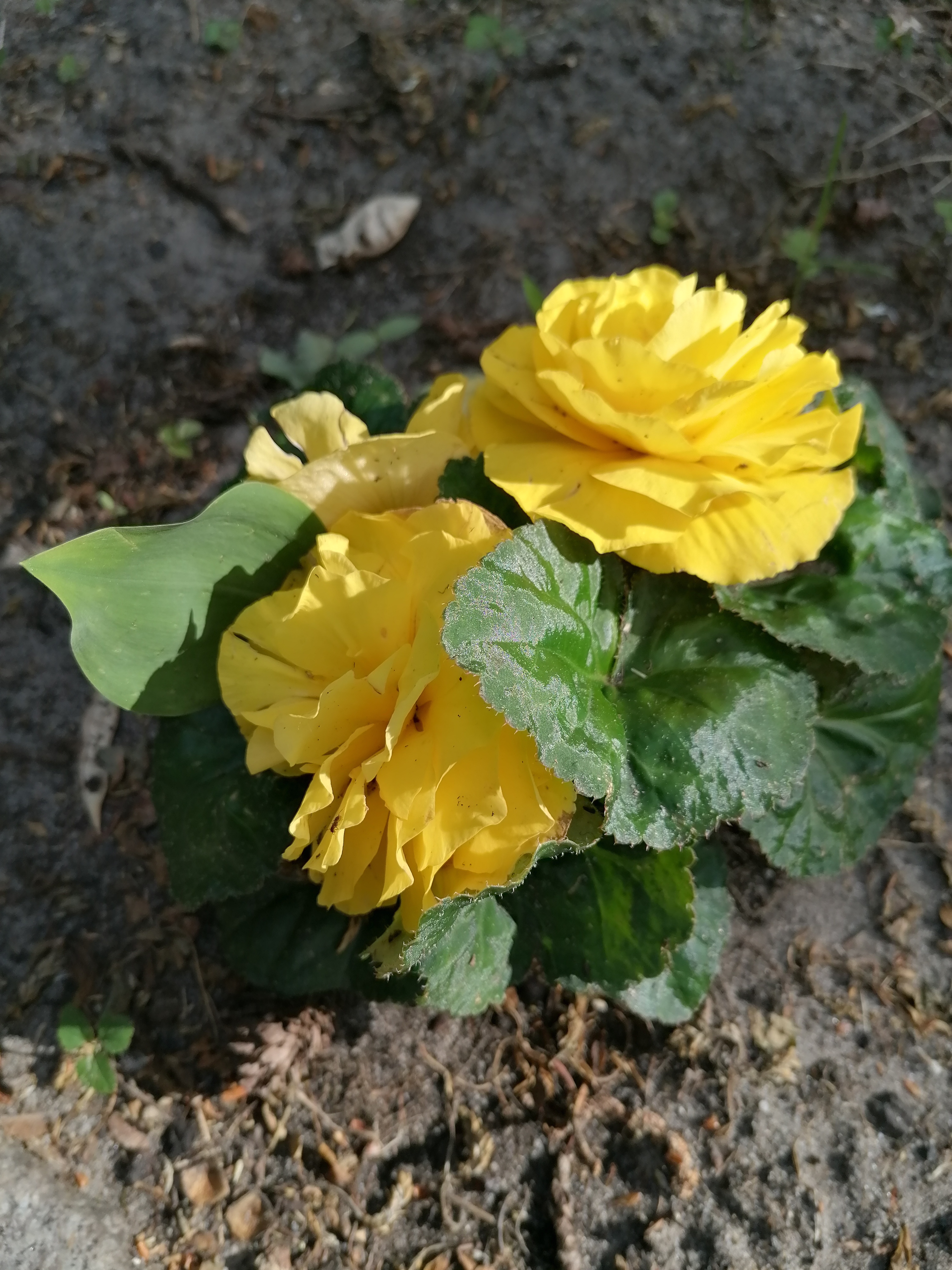 Бегония Ампельная (Begonia tuberhybrida )