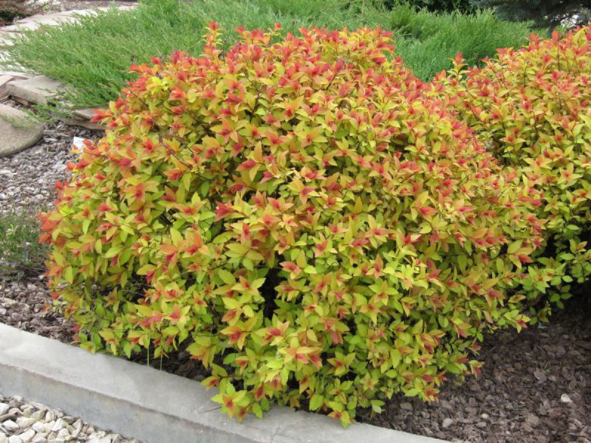spireya-spiraea-yaponskaya