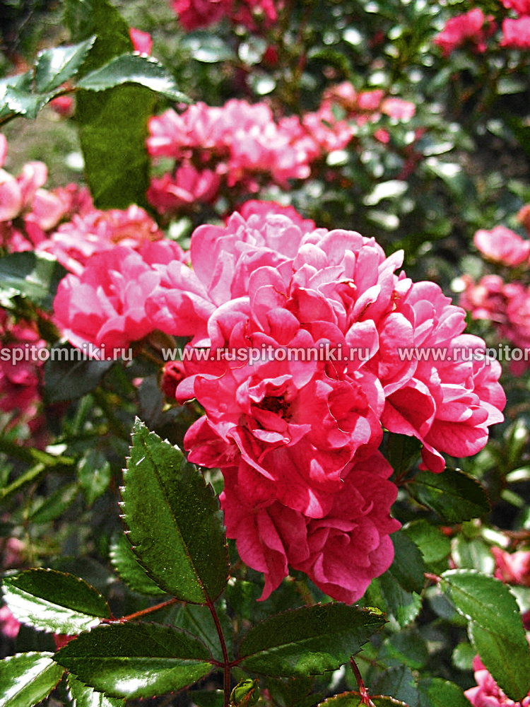 Полиантовые розы Lovely Fairу’ = ‘SPEvu