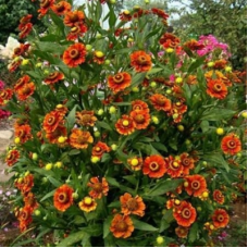 Гелениум (Helenium Chelsey)