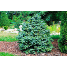Ель ситхинская (Picea sitchensis Silberzwerg)
