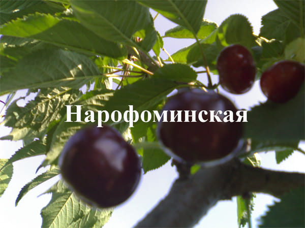 Черешня Нарофоминская
