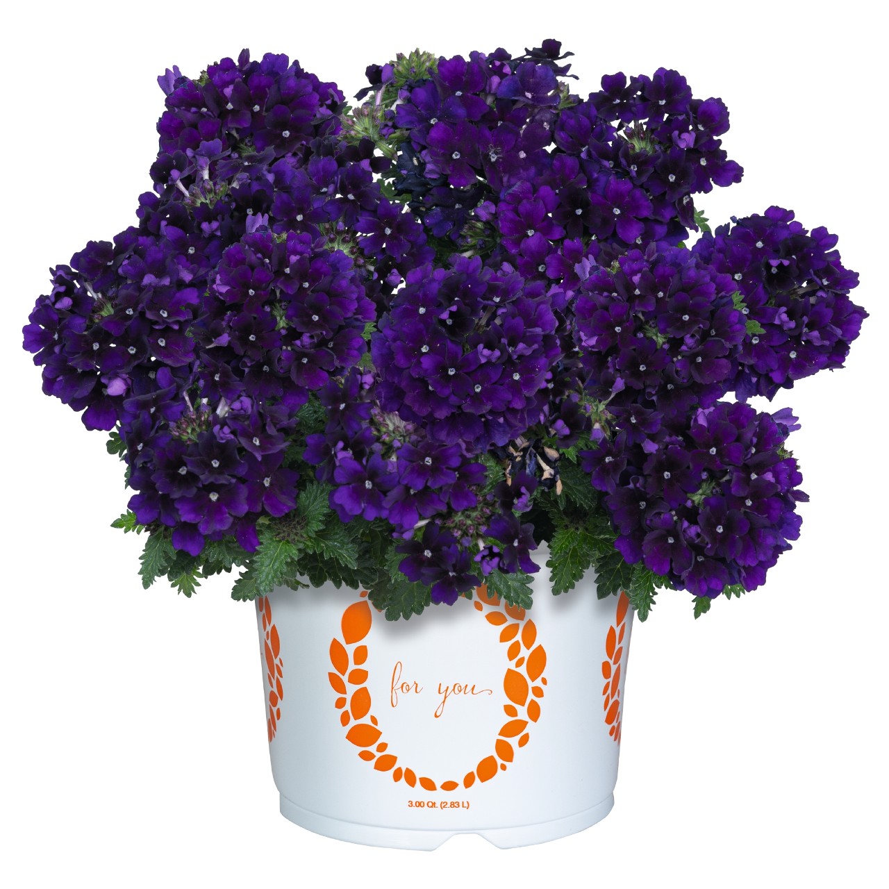 Вербена Empress Flair Violet Blue
