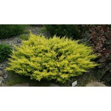 Можжевельник горизонтальный (Juniperus horizontalis Limeglow)