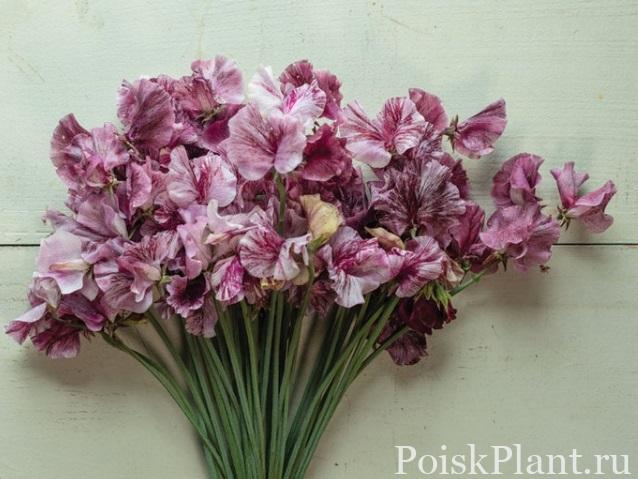 Горошек душистый Plum on Silver