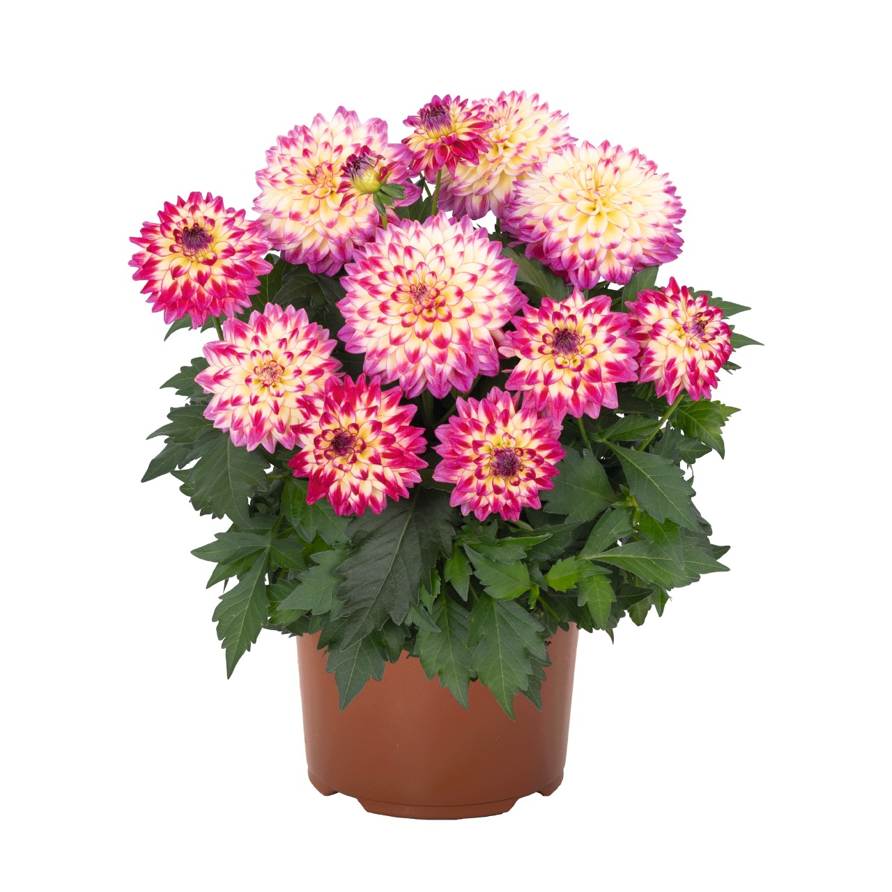 Георгина Hypnotica Tropical Breeze