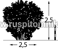 Жимолость татарская Rosea