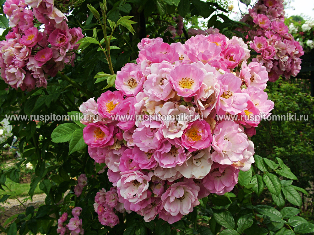 Плетистые мелкоцветковые розы Apple Blossom’. HMult.