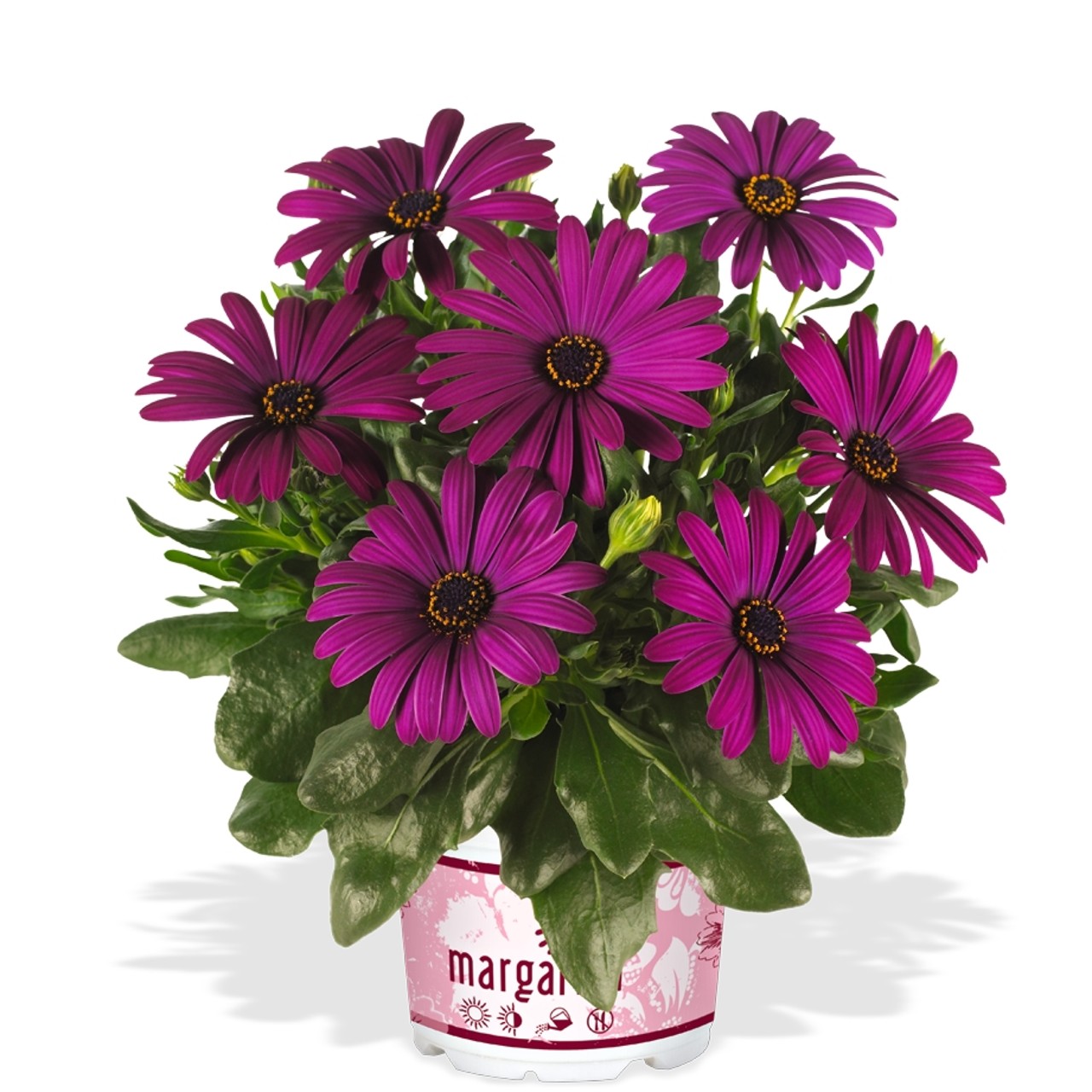 Остеоспермум Margarita Cool Purple