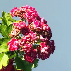 Боярышник обыкновенный Пауль Скарлет