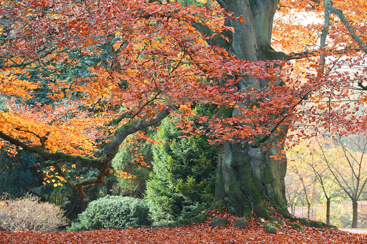 Бук лесной Dawyck Purple «Fagus sylvatica Dawyck Purple»