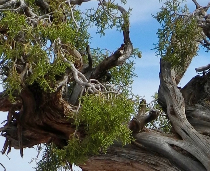 international backfill (iNaturalist): Juniperus