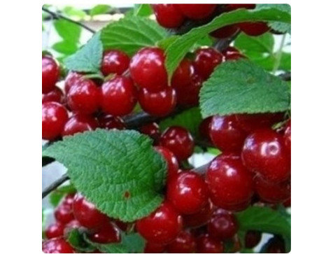 Вишня войлочная Океанская вировская