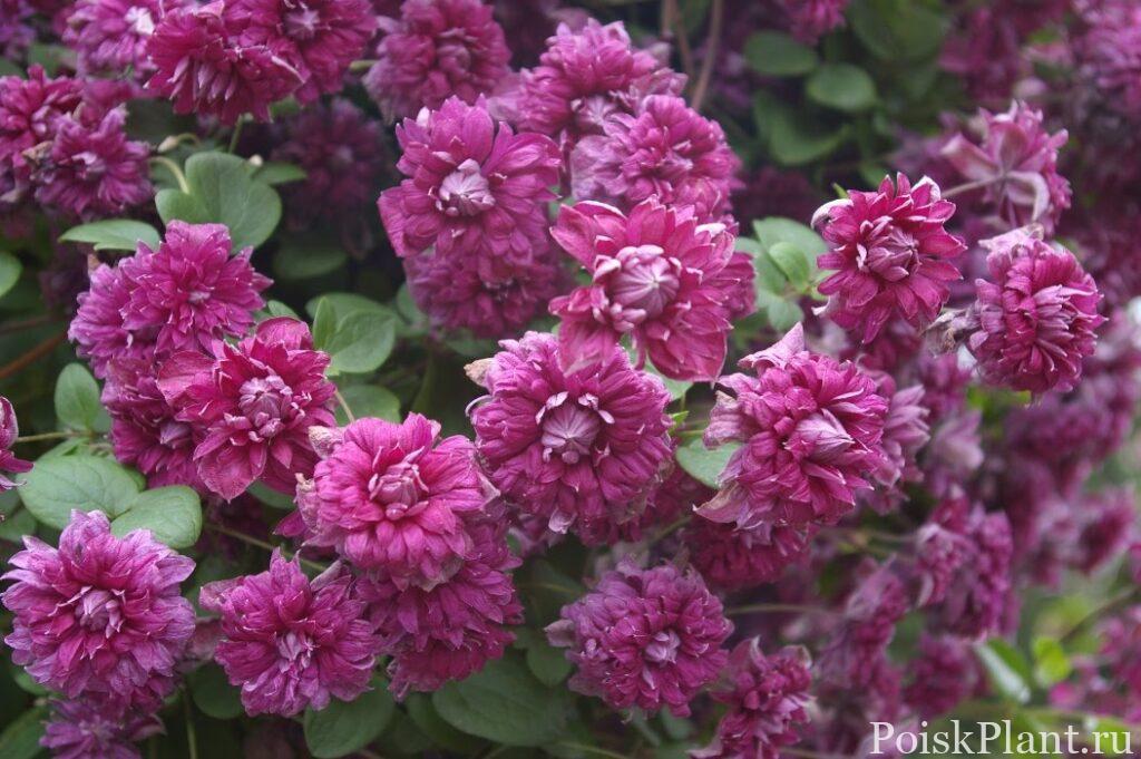 Клематис фиолетовый Purpurea Plena Elegans