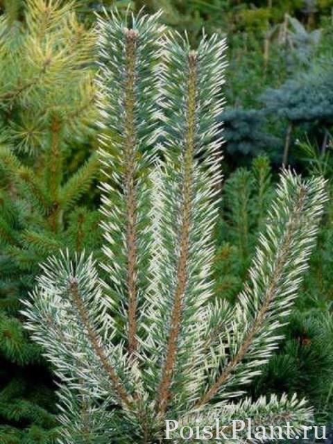 Сосна обыкновенная Bialogon