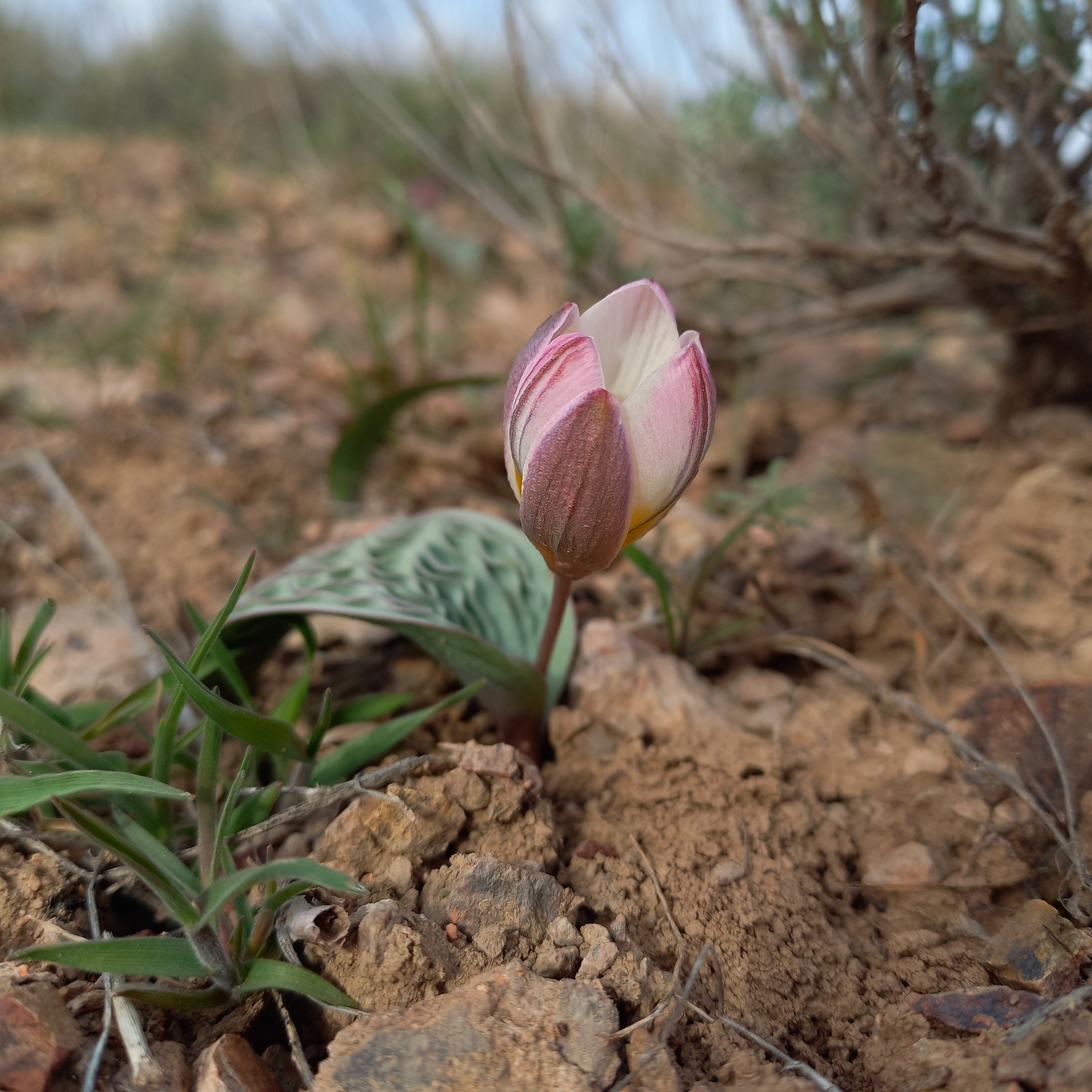 international backfill (iNaturalist): Tulipa