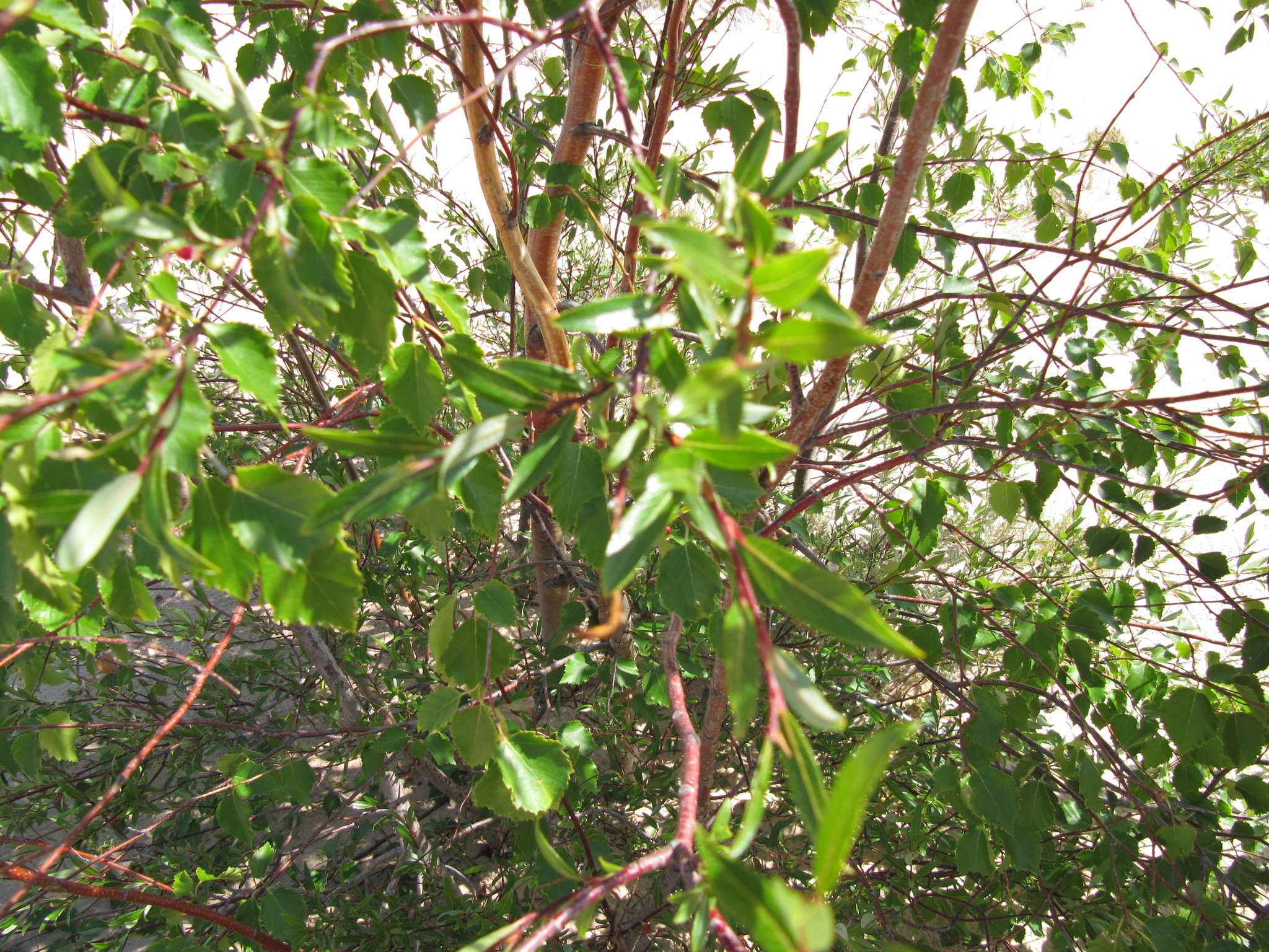 international backfill (iNaturalist): Salix