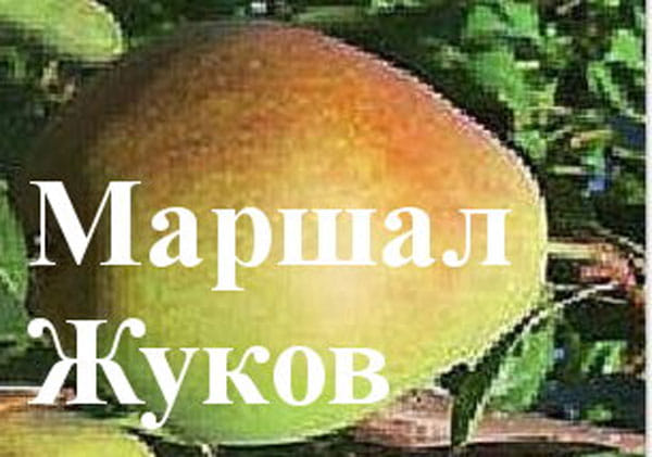 Груша Маршал Жуков