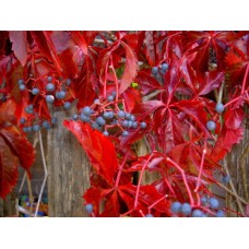 Виноград девичий (Vitis/Parthenocissus quinquefolia engelmannii)
