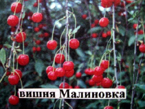 Вишня Малиновка
