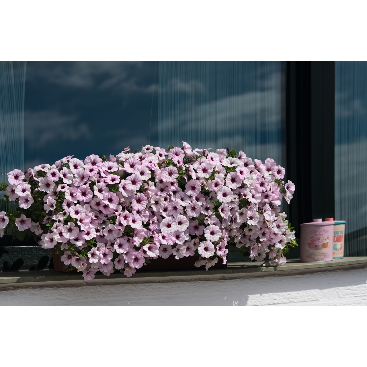 Петуния Sweetunia White Orchid