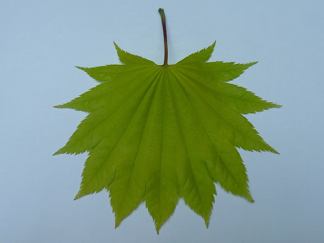Клен Ширасавы