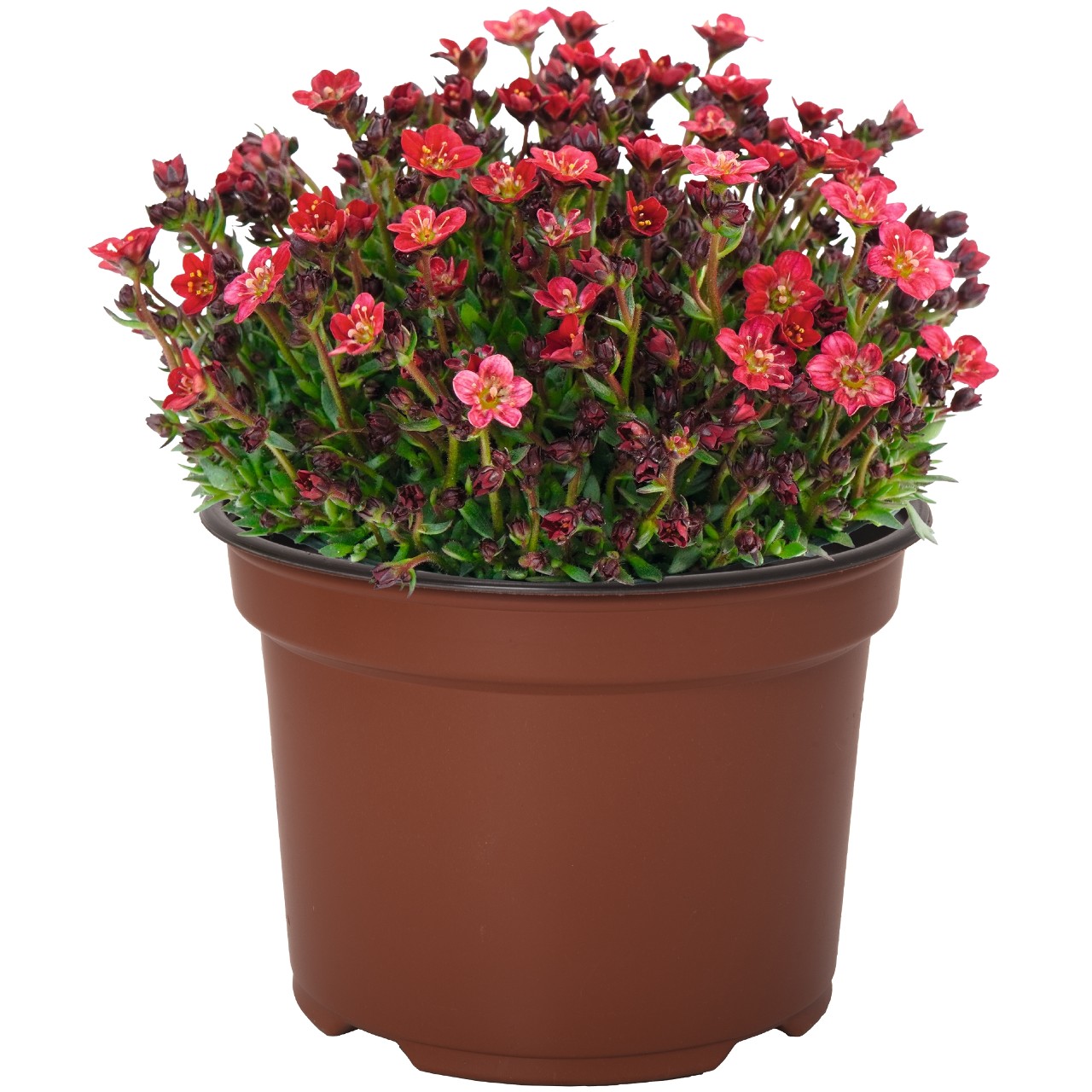 Камнеломка Scenic Red Imp