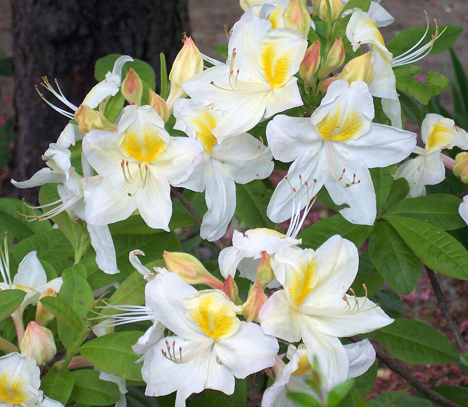 Рододендрон Cunningham's White