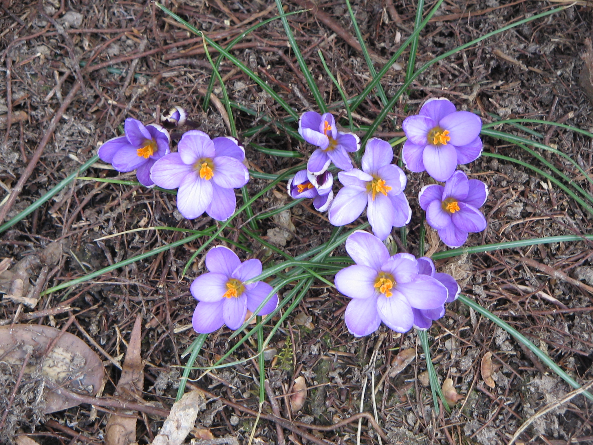 Крокус наименьший Spring Beauty