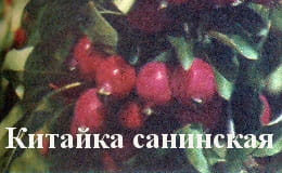 Яблоня Китайка санинская
