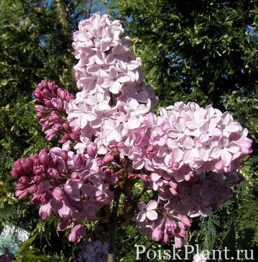 Сирень гиацинтовая Ester Stayley