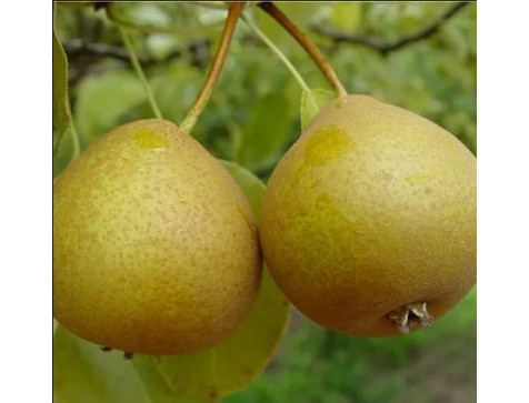 Груша Башкирская Летняя