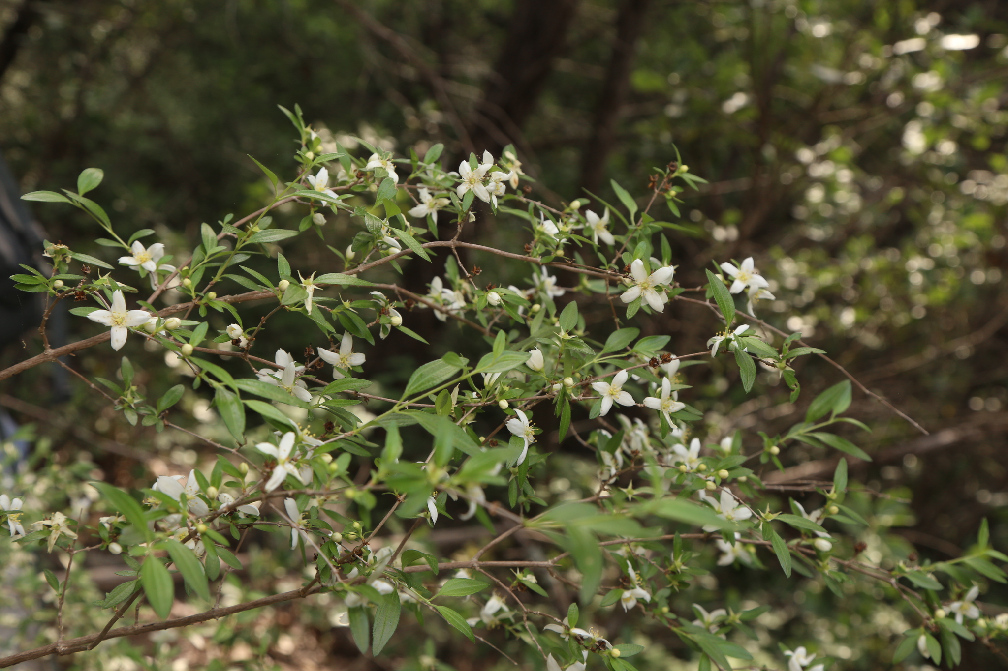 international backfill (iNaturalist): Philadelphus