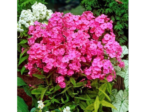 Флокс Райстром (Rijnstroom )