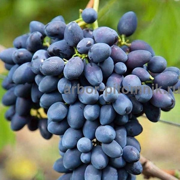 nadezhda-azos-vinograd