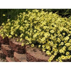 Кореопсис мутовчатый (Coreopsis verticillata Moonbeam)